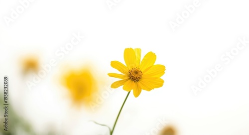 Single yellow flower isolated on white background with garden blur
