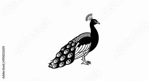 Elegant peacock with elaborate tail feathers displayed against white background