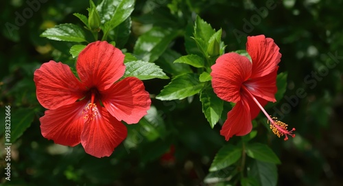 Bright red hibiscus blossoms displaying Malvaceae family charm amid a lush green background