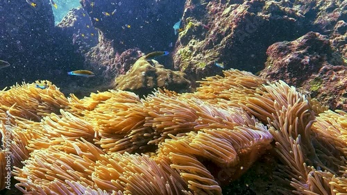 Vibrant tropical coral reef flourishes with active fish and swaying anemone polyps underwater