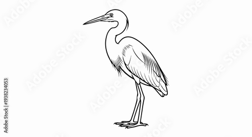 Delicate line art sketch of a heron standing on slender legs