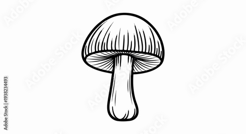 Black and white sketch of a mushroom with gills and a thick stem