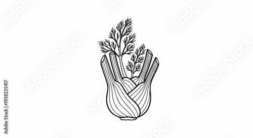 Black and white sketch of a fennel bulb with feathery green tops