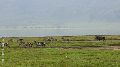 Black rhinoceros walking across the open savanna of Ngorongoro Crater surrounded by dry grass and vast African landscape. Rare wildlife sighting in one of Africa’s most famous conservation areas.