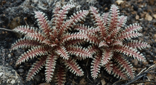 Curly Leucothoe axilliaris and coastal dog hobble with fresh red leaf coloration