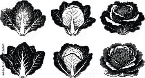 Black silhouette collection of various leafy green vegetables including cabbage and lettuce heads with detailed leaf textures isolated on a white background vector illustration.