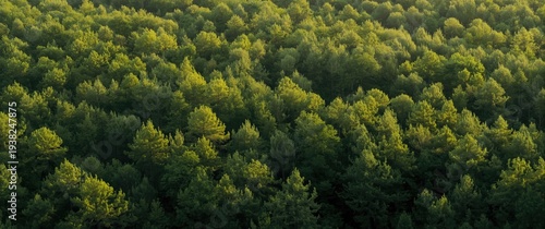 Panel kuchenny z motywem Brightly lit trees forming a dense forest during daytime hours