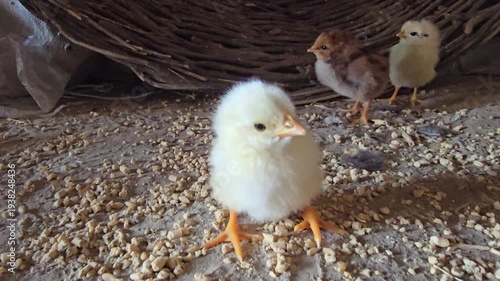 Fluffy yellow chick standing on a bed of grains with other small birds in the background looking around curiously