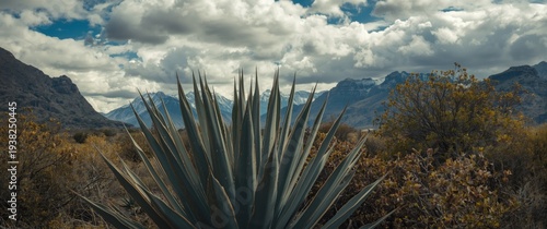 Panel kuchenny z motywem A detailed natural landscape painting showing thick agave growth against a backdrop of majestic mountains and a cloudy sky