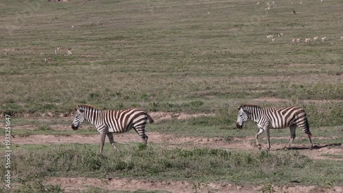 Zebra standing in the African savannah surrounded by dry grass and open wilderness under bright natural light. Iconic wildlife animal with distinctive black and white stripes grazing peacefully