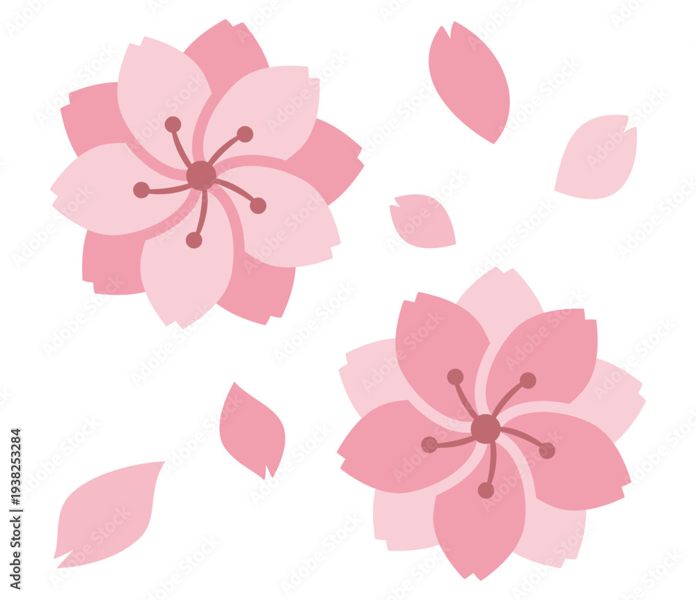 Fototapeta premium 八重桜の花と花びら