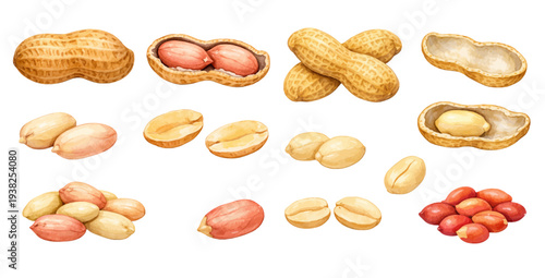 A charming watercolor collection of peanuts in shells and peeled peanut kernels for healthy food illustrations and snack design.