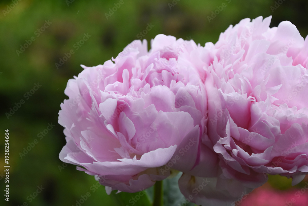 Obraz premium ピンクの芍薬