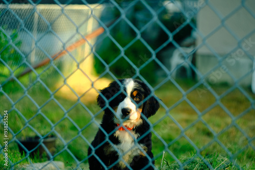 Young dog with a black, white, and brown coat looks through a chain-link fence.