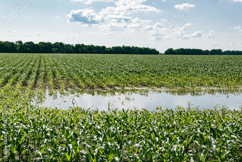 Foto Agricultural field with rows of young corn plants partially flooded by standing