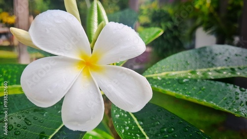 Plumeria Bloom: A close-up view of a pristine white plumeria blossom, its delicate petals radiating from a vibrant yellow center, glistening with refreshing water droplets, amidst lush green foliage.