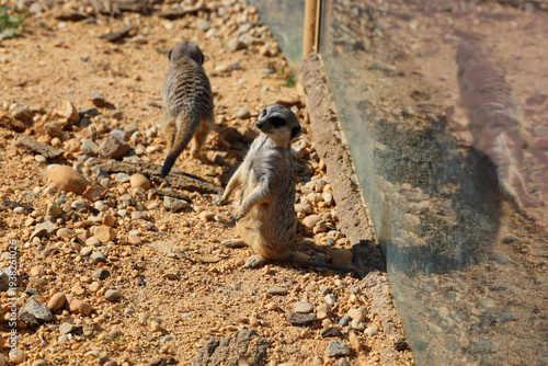 Meerkat (Suricata suricatta) em posição de alerta