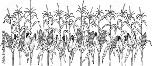 Corn plants field illustration with maize ears agricultural crop farming botanical line art vector drawing isolated on white