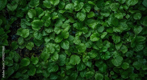 Close detail of vast aquatic leaves in tropical riverine forest