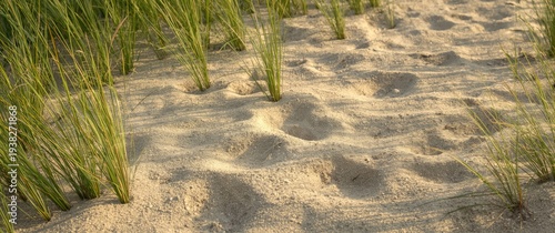 Panel kuchenny z motywem Easeful beach environment featuring sandy floor and verdant grass