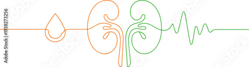 Kidney and water drop illustration with heartbeat line on white background