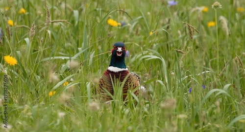 A joyful pheasant exploring a lush meadow full of wildflowers and tall grass