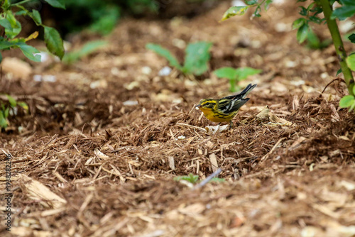 yellow warbler eating a spider