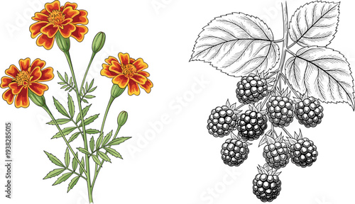 Marigold Flowers and Blackberry Branch Botanical Set, Hand Drawn Garden Plants Illustration
