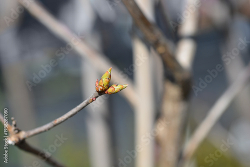Quadro em tela Knap Hill Azalea branch with buds - Latin name - Rhododendron (Knap-Hill Group)