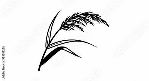 Stylized black and white illustration of a flowering reed plant