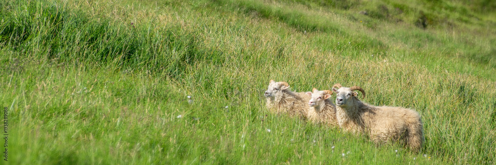 Fototapeta premium Long horned icelandic sheep grazing in the mountain, Iceland panoramic web banner