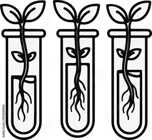 Three seedlings growing in test tubes filled with liquid