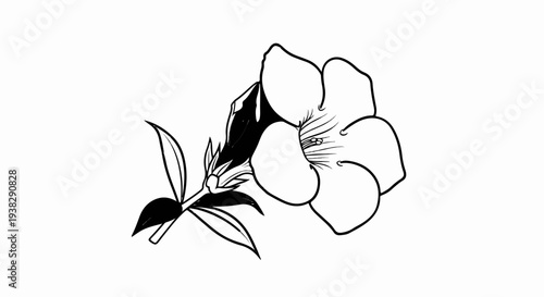 Ink sketch of a single blooming flower with several leaves
