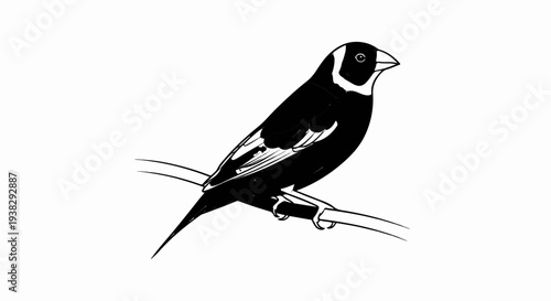 Stylized illustration of a black and white bird perched on a branch