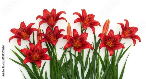 Diverse blooming red day lilies with green foliage arranged on white background showing flower beauty