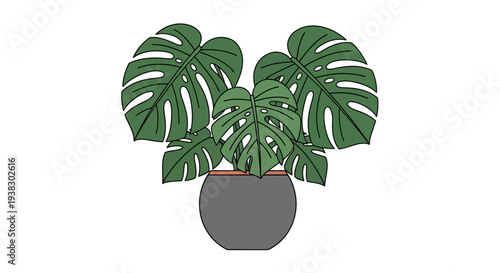 Monstera Deliciosa Plant in Pot.