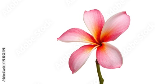 Bright pink plumeria rubra flower head isolated on an even white backdrop