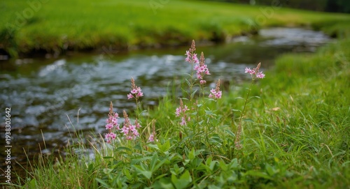 Serene natural view of pink flowers in full bloom along a gentle river with bright green grass copy space