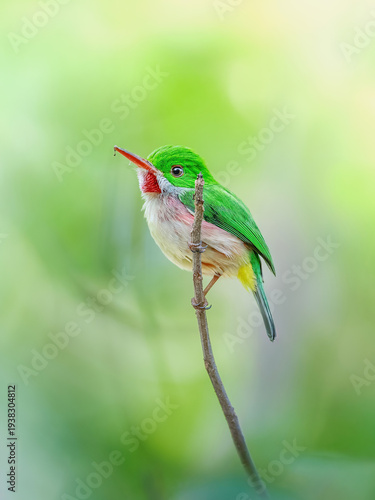 Colibrí en una rama 