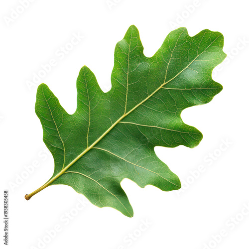 A large green oak leaf on a solid black background on transparent background