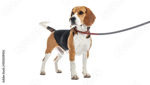 Tri-colored beagle dog on a leash, standing alert against a plain white background in a studio setting