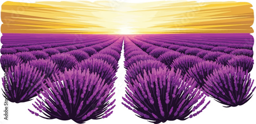 Lavender field illustration at sunset with purple plants and yellow sky background