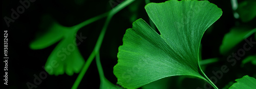 Beautiful ginkgo biloba leaves lit by soft sunlight, illustrating their uniqu...