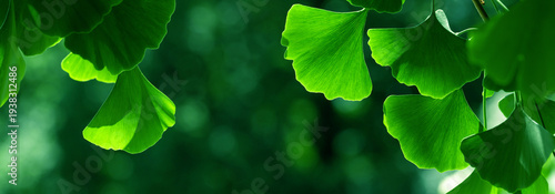 Beautiful ginkgo biloba leaves lit by soft sunlight, illustrating their unique fan-shaped form amidst a natural, green background. Shallow depth of field.