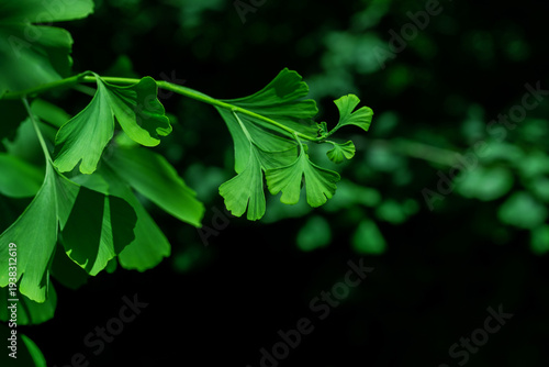 Close-Up of Lush Green Ginkgo Biloba Leaves in Natural Sunlight