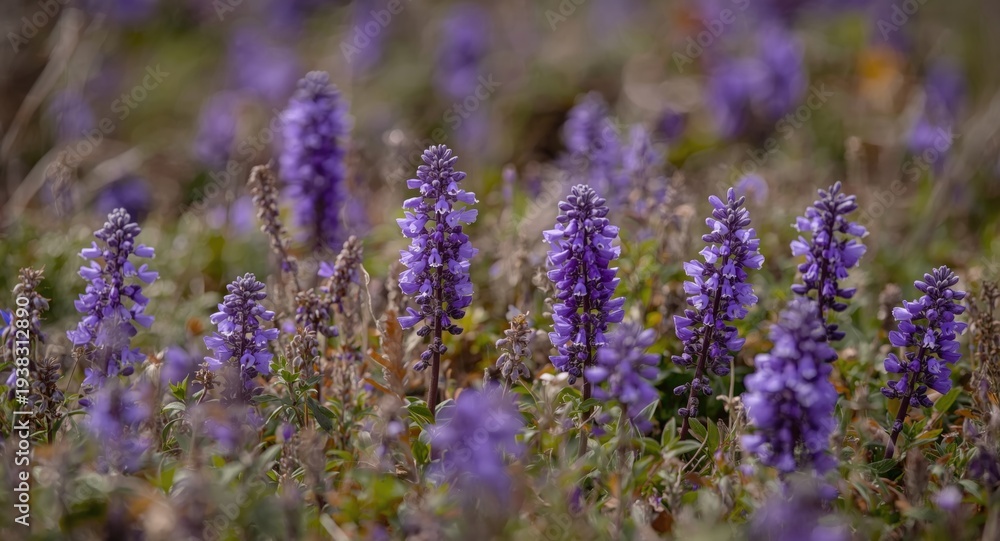 Obraz premium Colorful violet blossoms thriving in wild natural landscapes