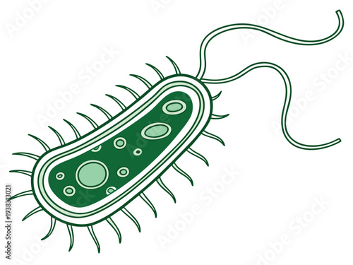 Green bacteria cell under microscope, vector scientific illustration, rod-shaped bacterium with flagellum and cell membrane structure, minimal flat design, isolated on white background.