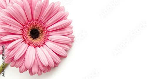 Close up of pink Gerber daisies pair on white background with copy space