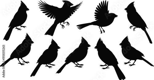 Cardinal bird silhouette collection in different poses, flying and perched songbird set, wildlife vector illustration isolated on white background