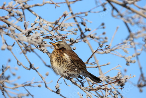 Thrush (Turdus pilaris) - a bird perched on a frost-covered tree branch, Gdansk, Poland